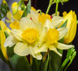 Fototapeta premium Yellow daffodils flowers, close up