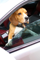 Funny cute dog in car