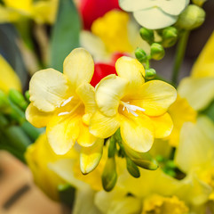 Yellow freesia flowers, floral background.
