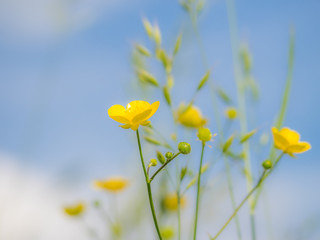 Fototapeta premium Butterblume