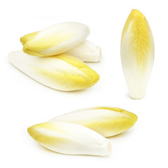 Endive - Chicory - Chicon - Witloof