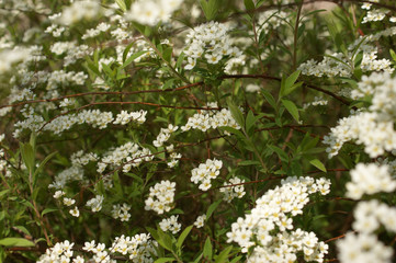 Gray Grefsheim, Spiraea cinerea Zabel, blossoming Spirey, Spirea