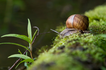 snail in the natural environment