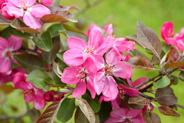 Branch of flowering tree, closeup