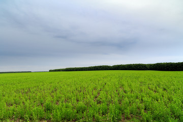 a field of wild grass