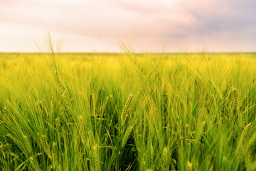 ears of barley in the field