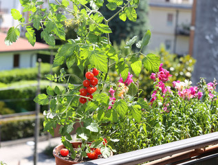 pot with tomato plant in the terrace
