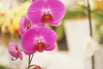 vivid purple Phalaenopsis orchid on blur background