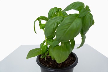 Pot of basil plant