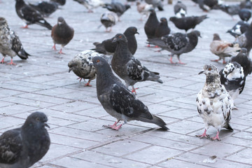 Pigeons Walking Close-up