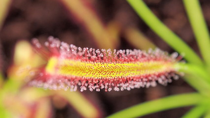 Close view of red and yellow sundew