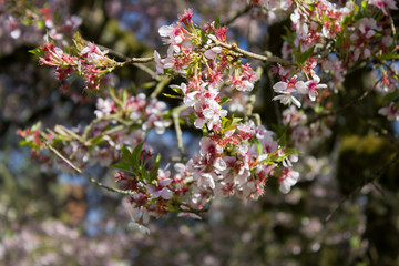 Blühender Obstbaum