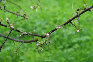 Apple tree branch with small flowers