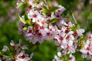 Blühender Obstbaum