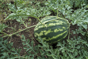 Obraz premium Watermelons on a field