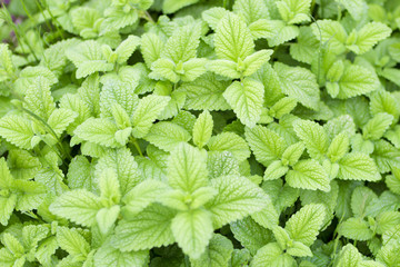 Mint plants