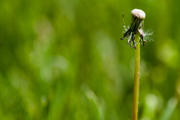 macro shot dandelion in gardens