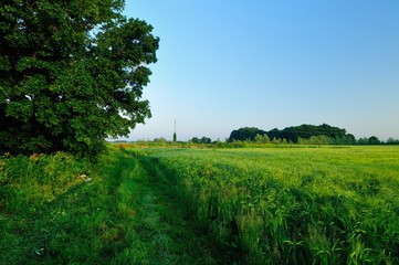 Barley field at morning
