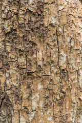 tree bark texture pattern for background