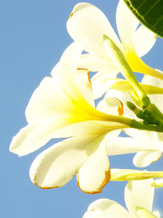 white adenium obesum flower on blue sky