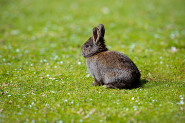 adorable black baby rabbit outdoors
