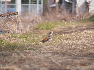 Dusky thrush (ツグミ)