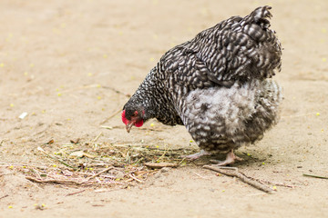 Hen at the farm yard.