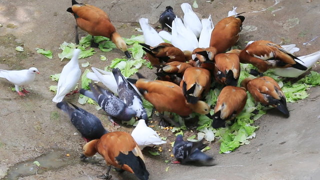 Ducks and pigeons eat together at the zoo