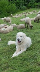 Obraz premium Berger des Abruzzes