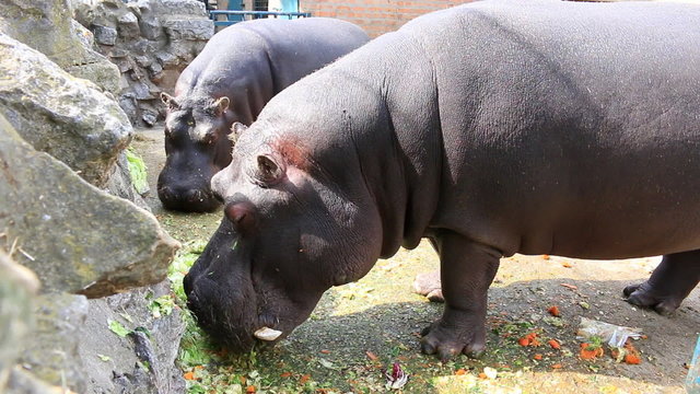 Feeding a hippopotamus at the zoo