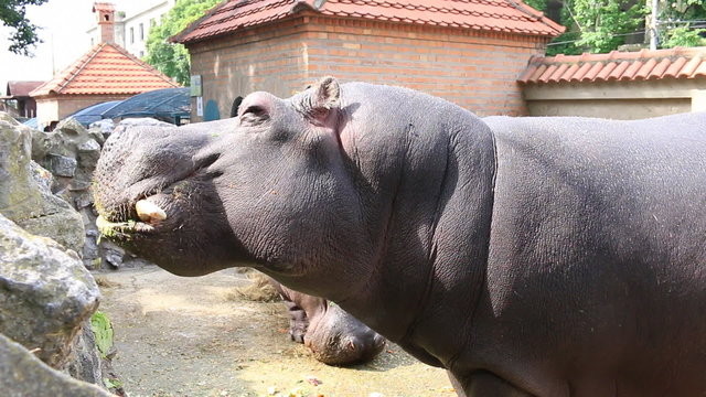 Feeding a hippopotamus at the zoo