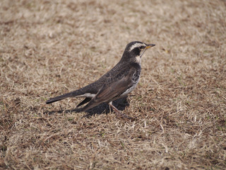 Fototapeta premium Dusky thrush on the lawn (芝生上のツグミ)