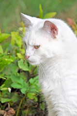 Naklejka na ściany i meble White cat profile