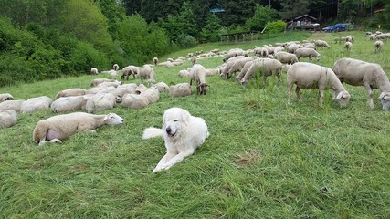 Chien de berger avec ses moutons