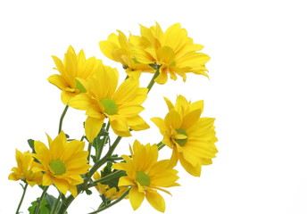 菊