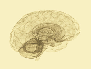 Human brain 3d wire frame 