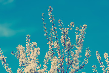 Fototapeta na wymiar Retro Photo Of Spring Blossom Tree Branches