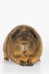 Guinea  Pig - Stock Image.
