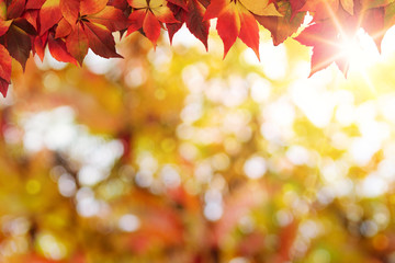 Abstract defocused autumn background with copy space