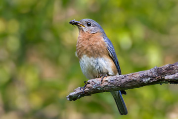 A female bluebird with an insect in its mouth