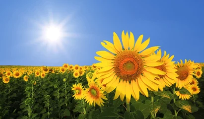 Fototapete Sonnenblume schöne Sonnenblume im Feld