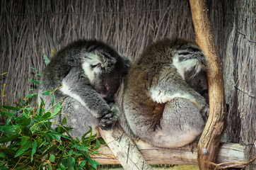 Koala Bear
