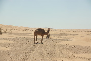 A curious Dromedary blocking our track during an offroad trip through Tunisia