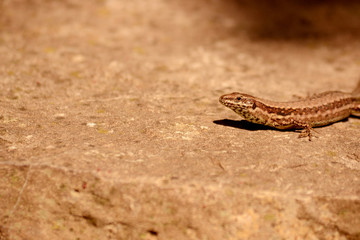 Zauneidechse auf Naturstein