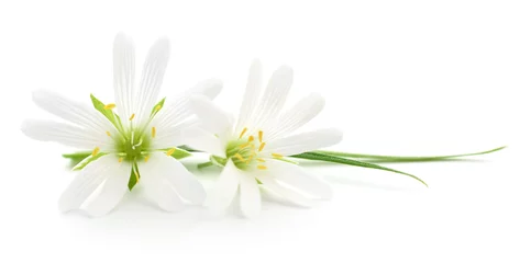 Deurstickers Bloemen witte bloemen