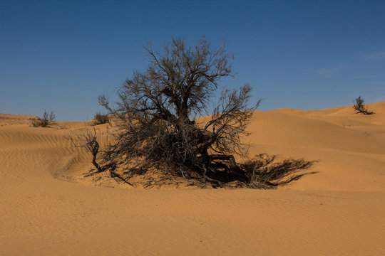 A sturdy bush in the dry Tunisian desert in the northern part of the Sahara proving its durability under these extreme climate conditions