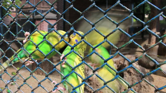 Cute Budgerigars fight for food at the zoo, cage with parrots