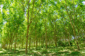 Rubber tree row agricultural