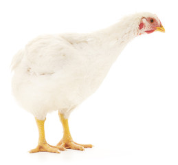 white hen