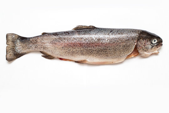 pesce fresco come trota per ristoranti